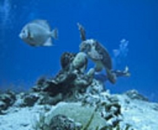  Underwater landscapes 